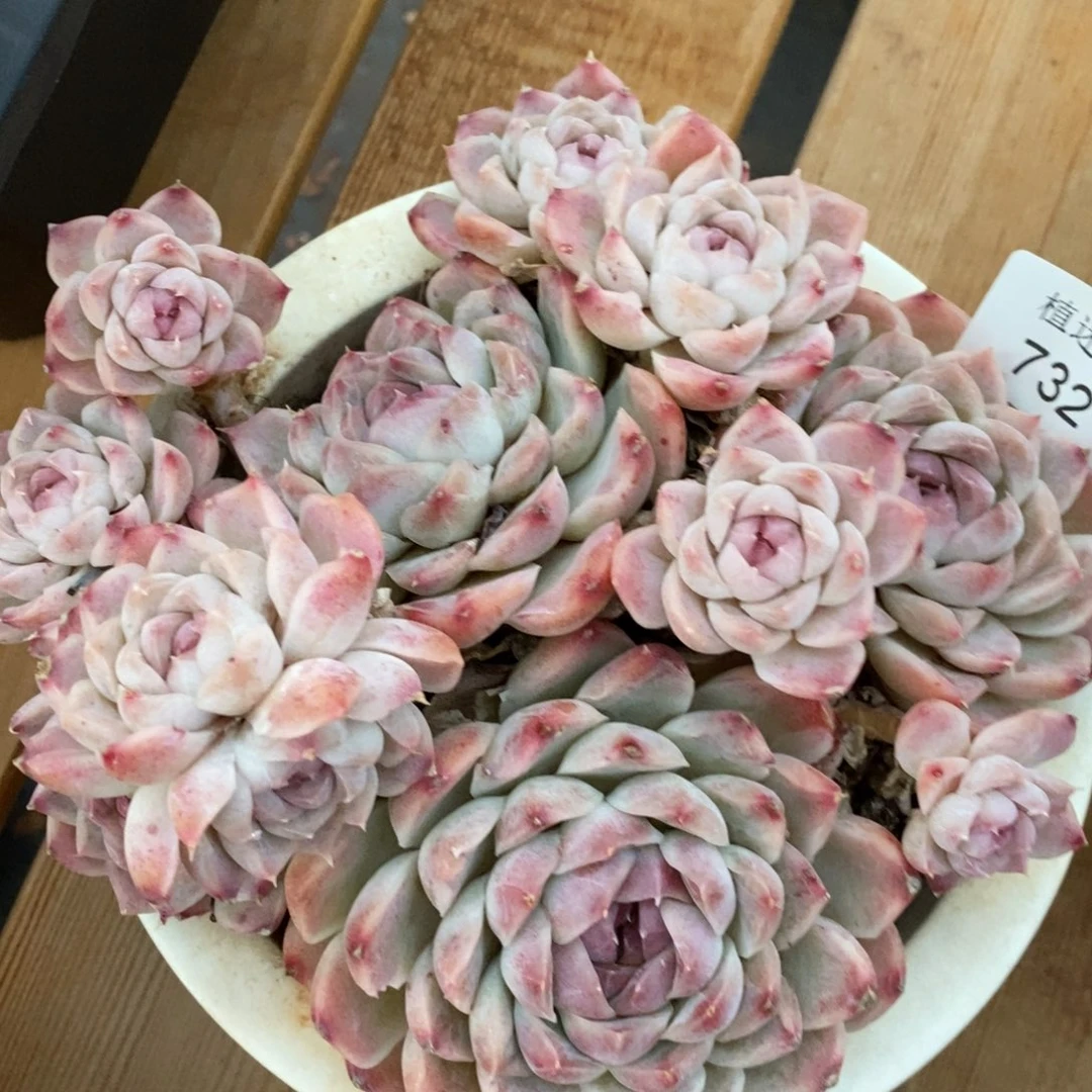 淡**心杂交精品多肉732