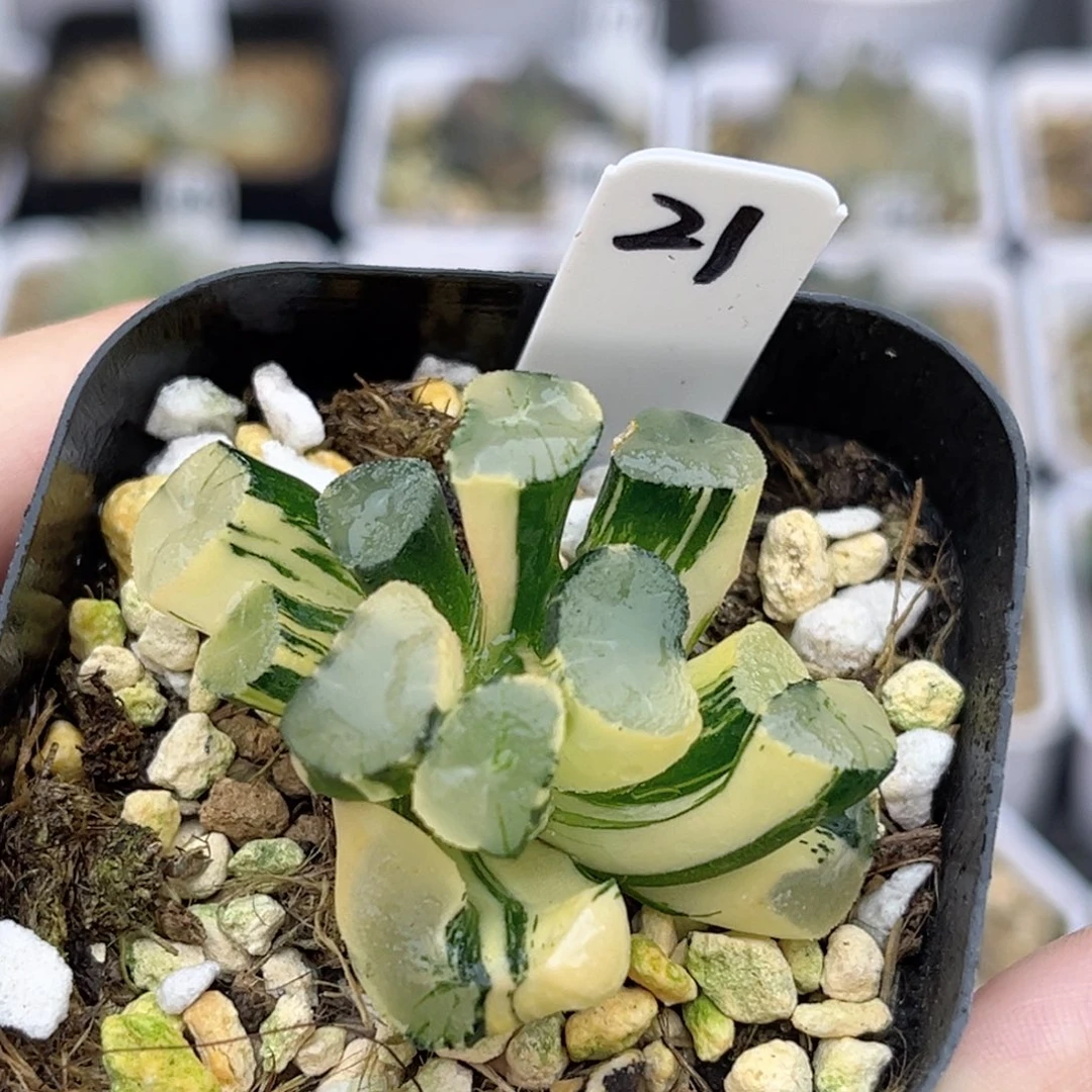 21双头玉龙万象锦（根弱介意勿拍）福利专场