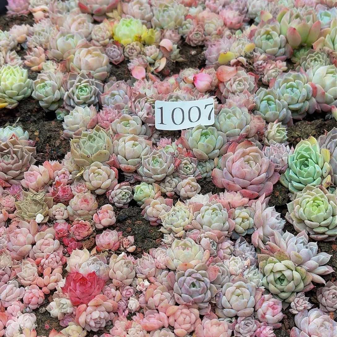 多肉植物多肉植物1007