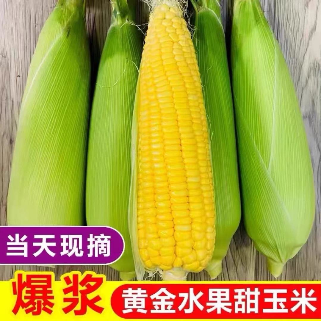 云南高原种植黄金水果玉米新鲜现摘甜脆多汁可生吃的美味玉米