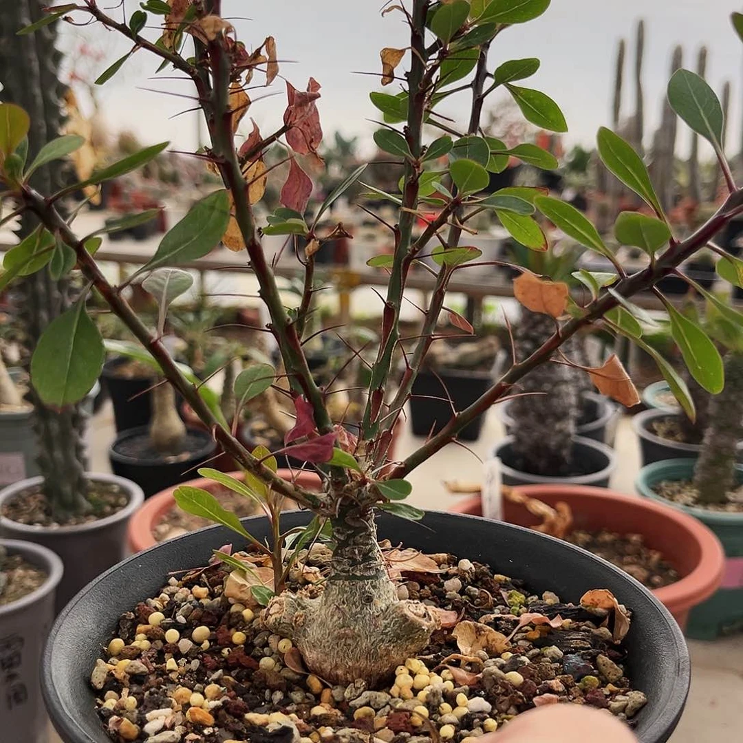 潮流植物簇生福桂，