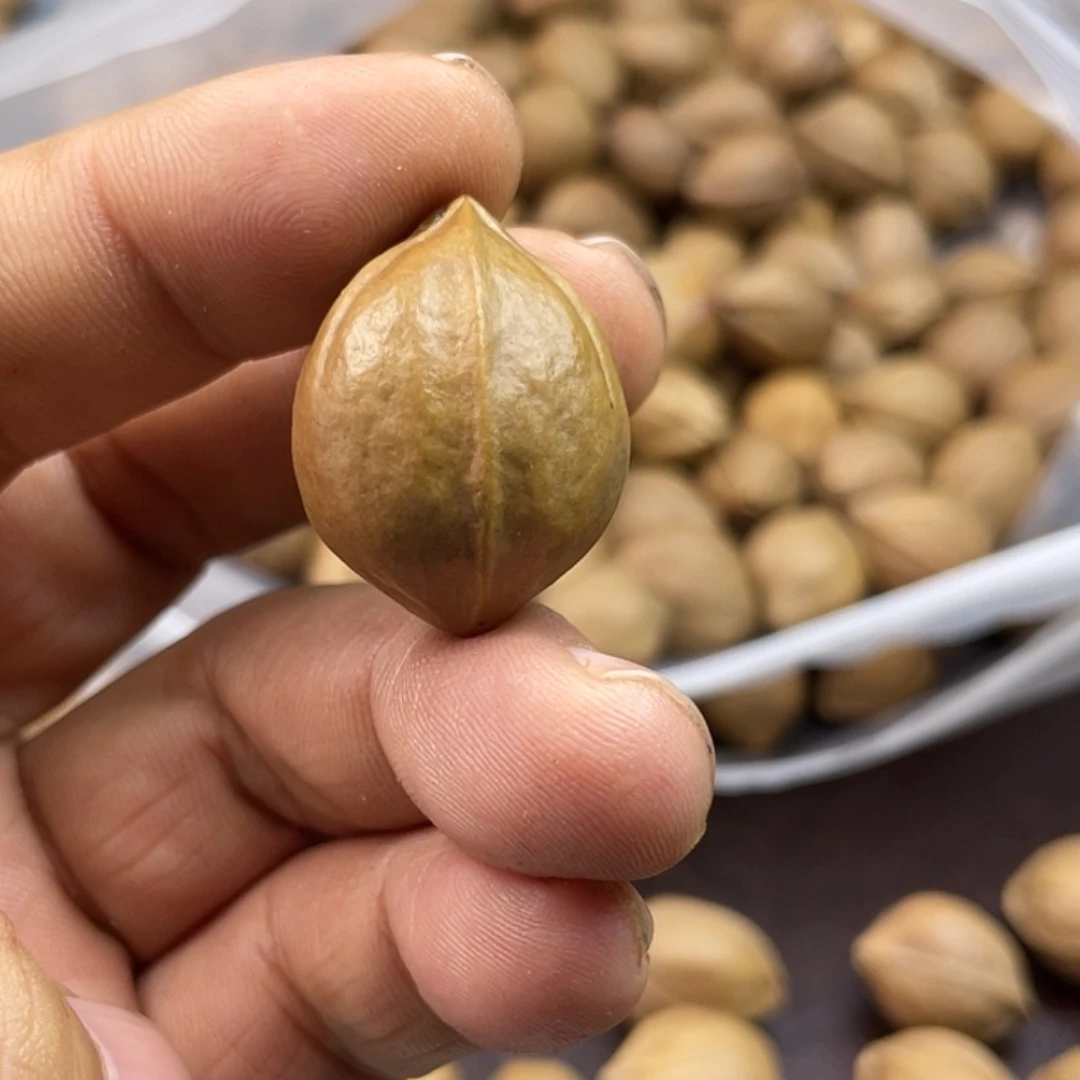 手串/手链橄榄核?****）22.29三通单籽梅林铁核