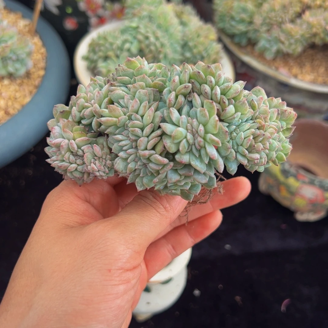 新年快乐新年快乐