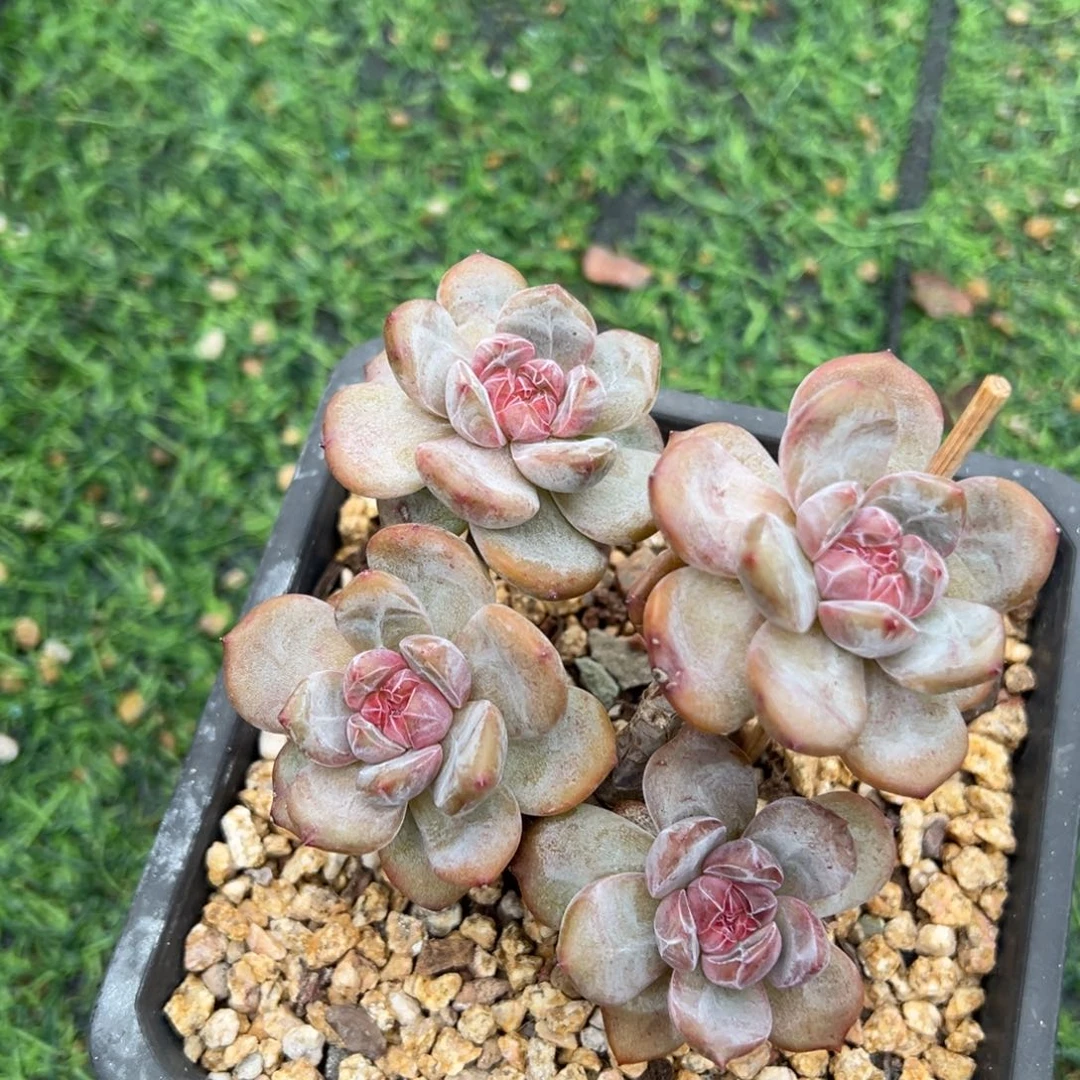 石榴籽星影哈哈哈哈