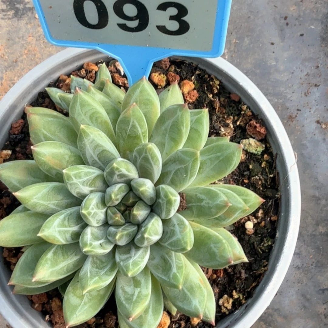 雪花美人多肉植物093