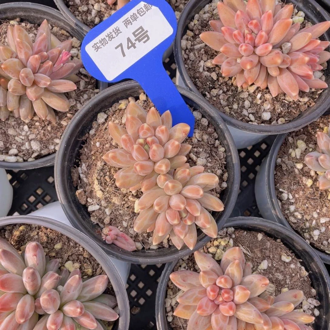 74号咖啡豆双头起一个