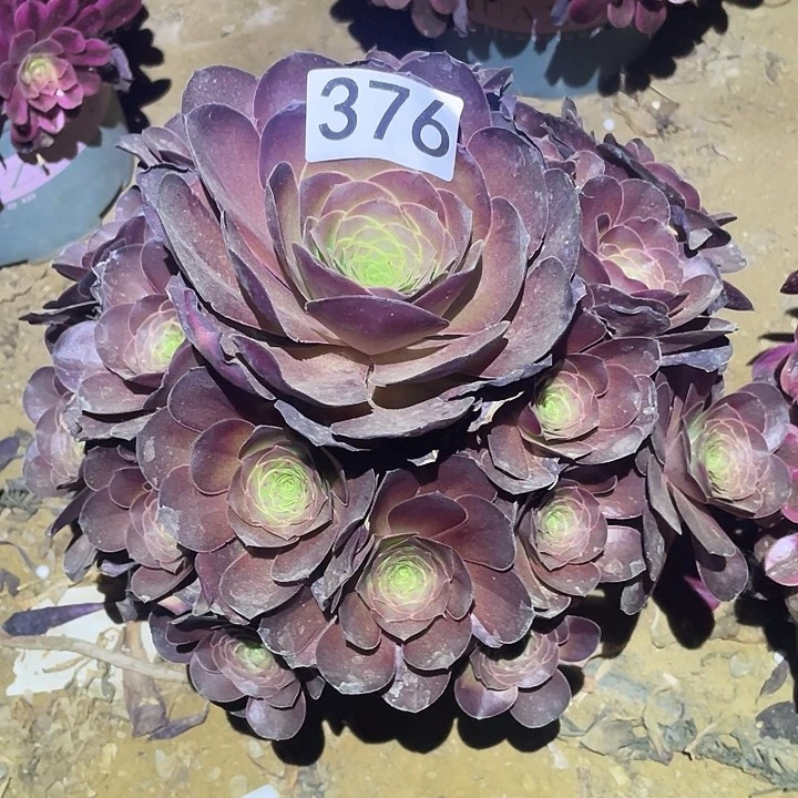 多肉植物法师376美金玫瑰