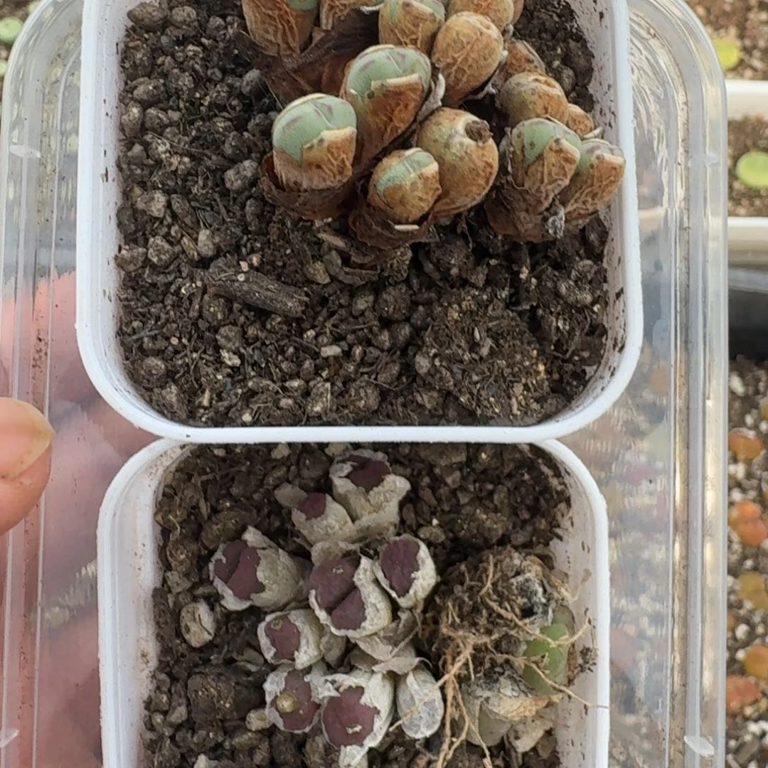 铜壶口迪带盆土送肉锥福利随机发不把皮