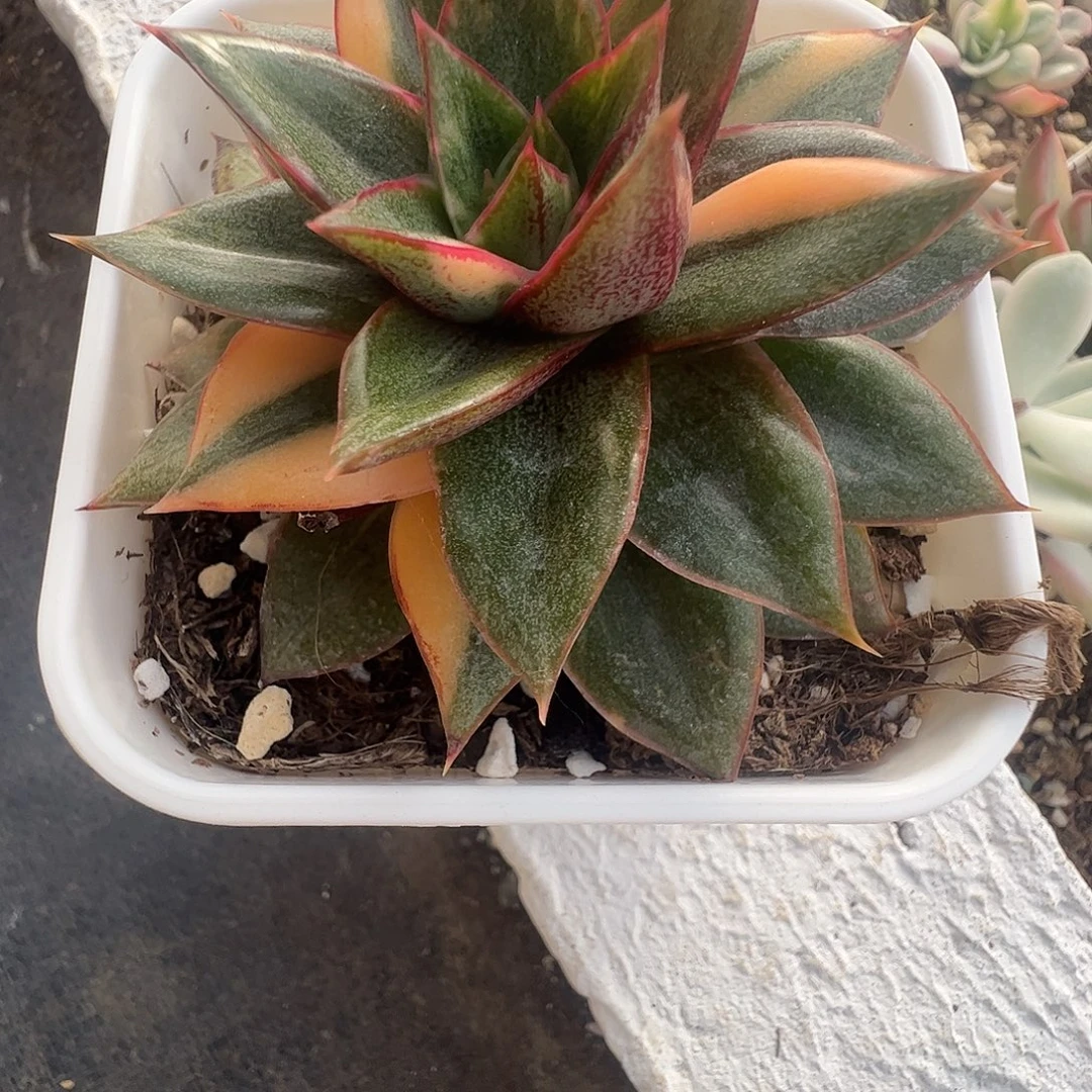 两***牛多肉植物多肉植物