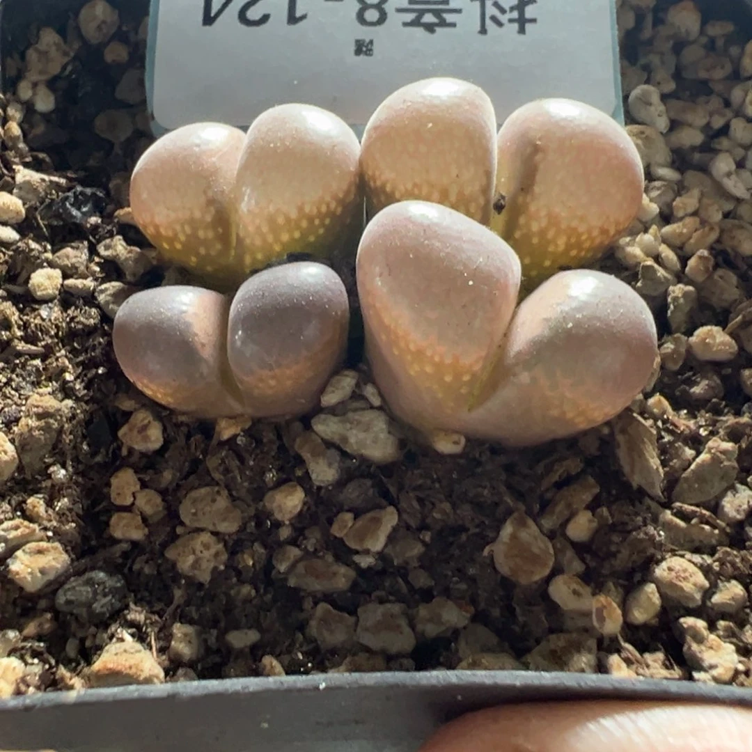 8-124c10风铃多肉植物，