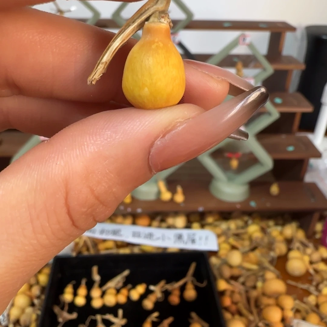天然草里金小葫芦