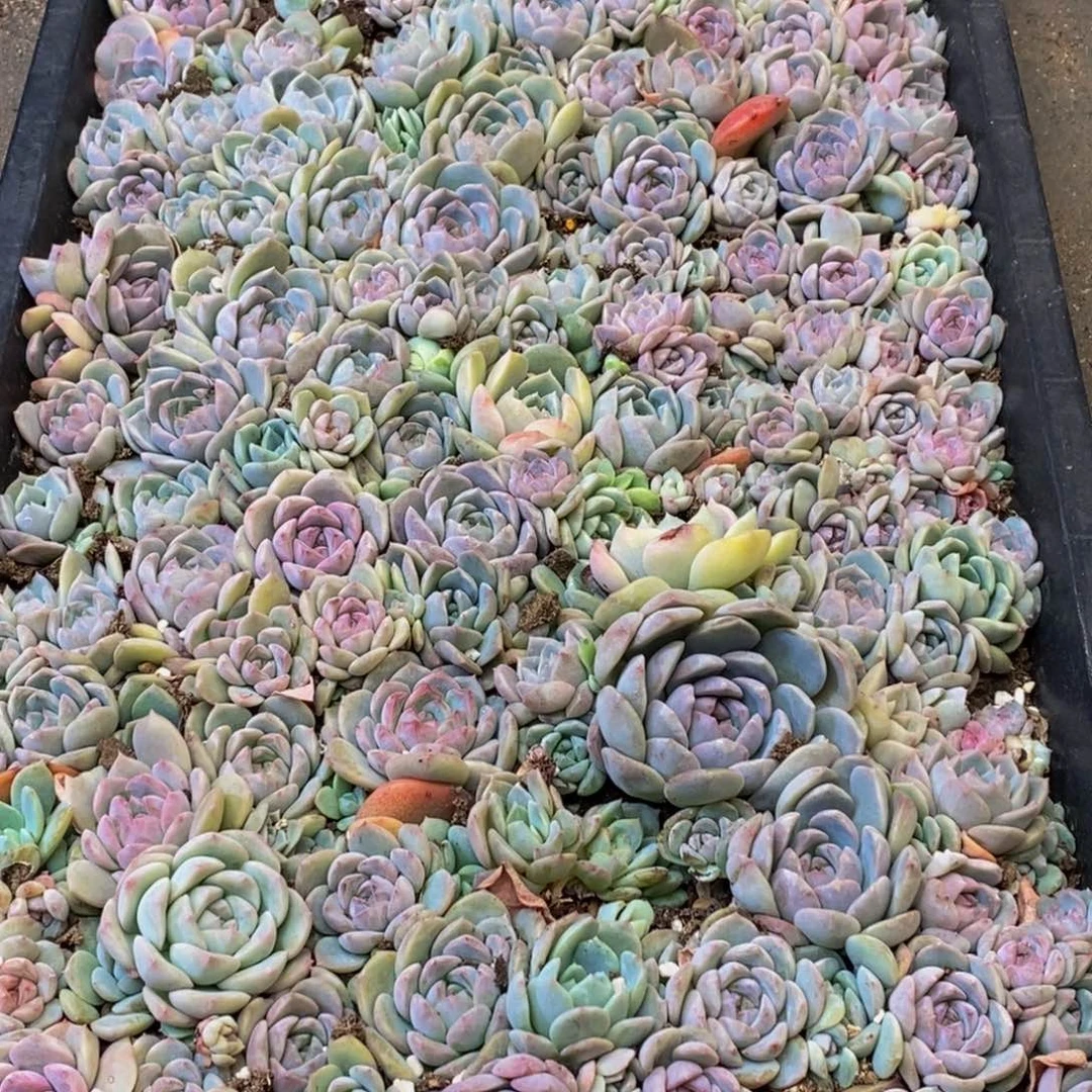 优***猬146多人在一起的时候我