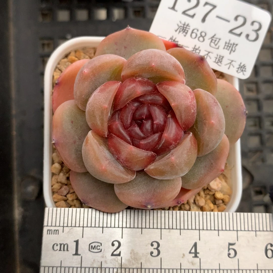 23。红色恋人。一物一拍。