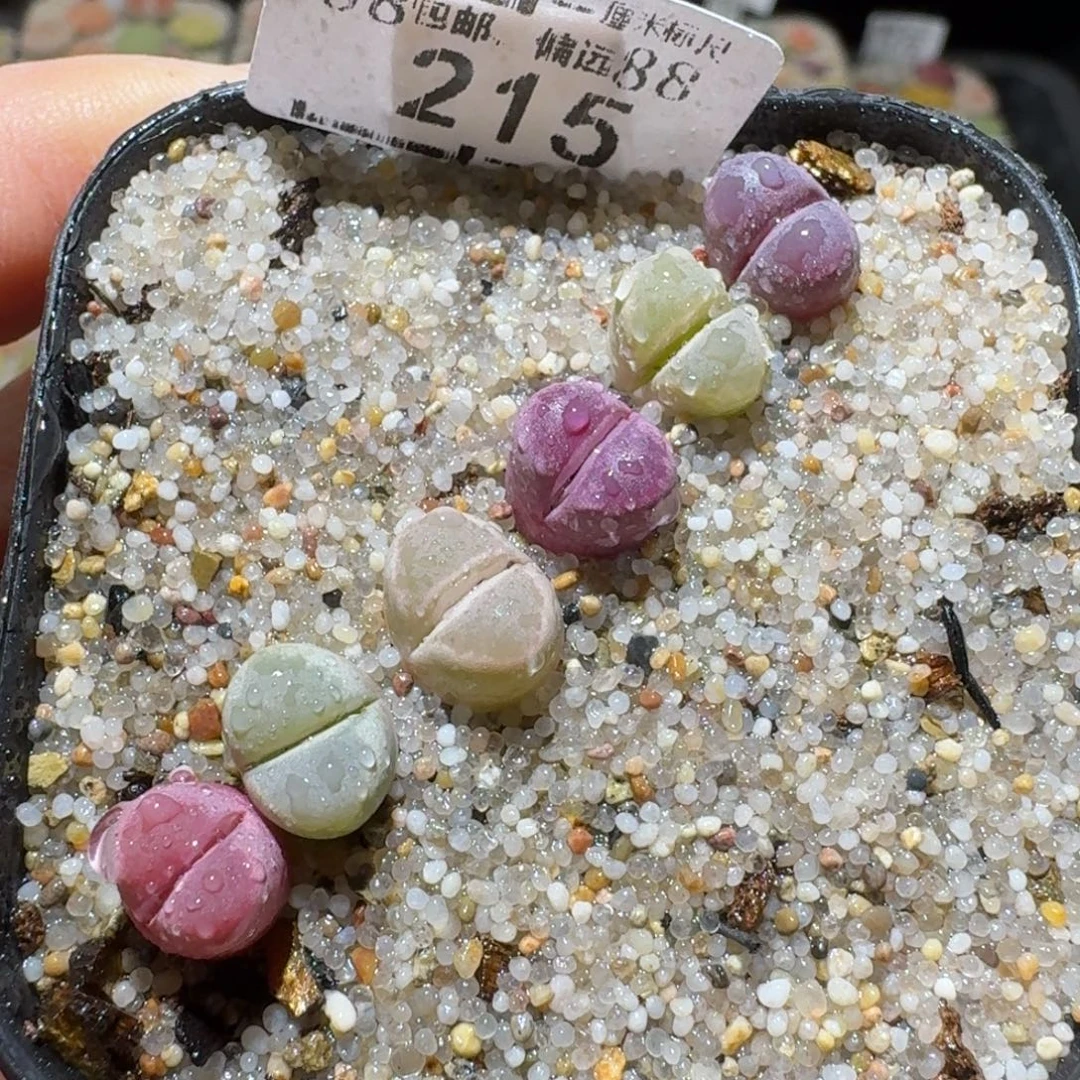 Sss便宜清了便宜215