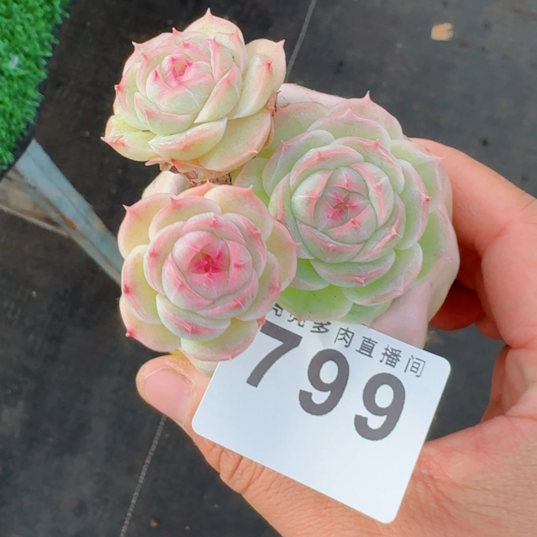 苦***糖白芷珍妮      愿你一路坦途，乘风破浪展宏图