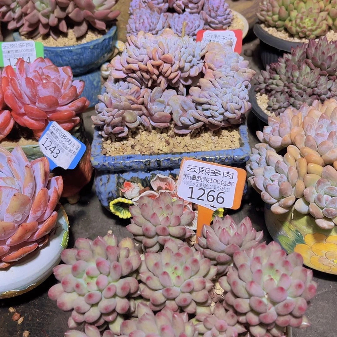 1266岩字美人多肉植物