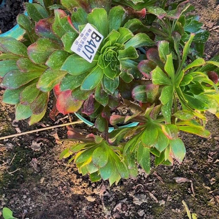 魅影花25-28包邮花花