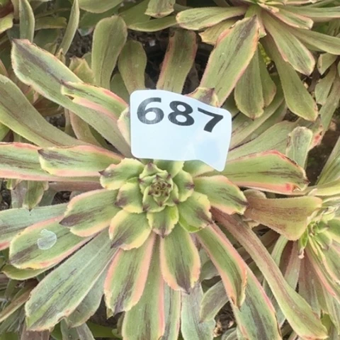 假*、法师粉黛17-16