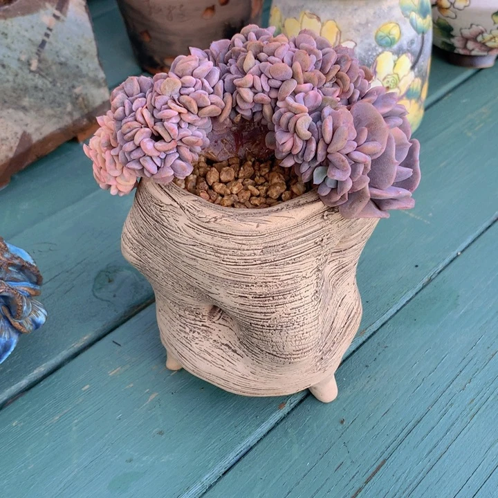 雪精灵锦缀化自然小树