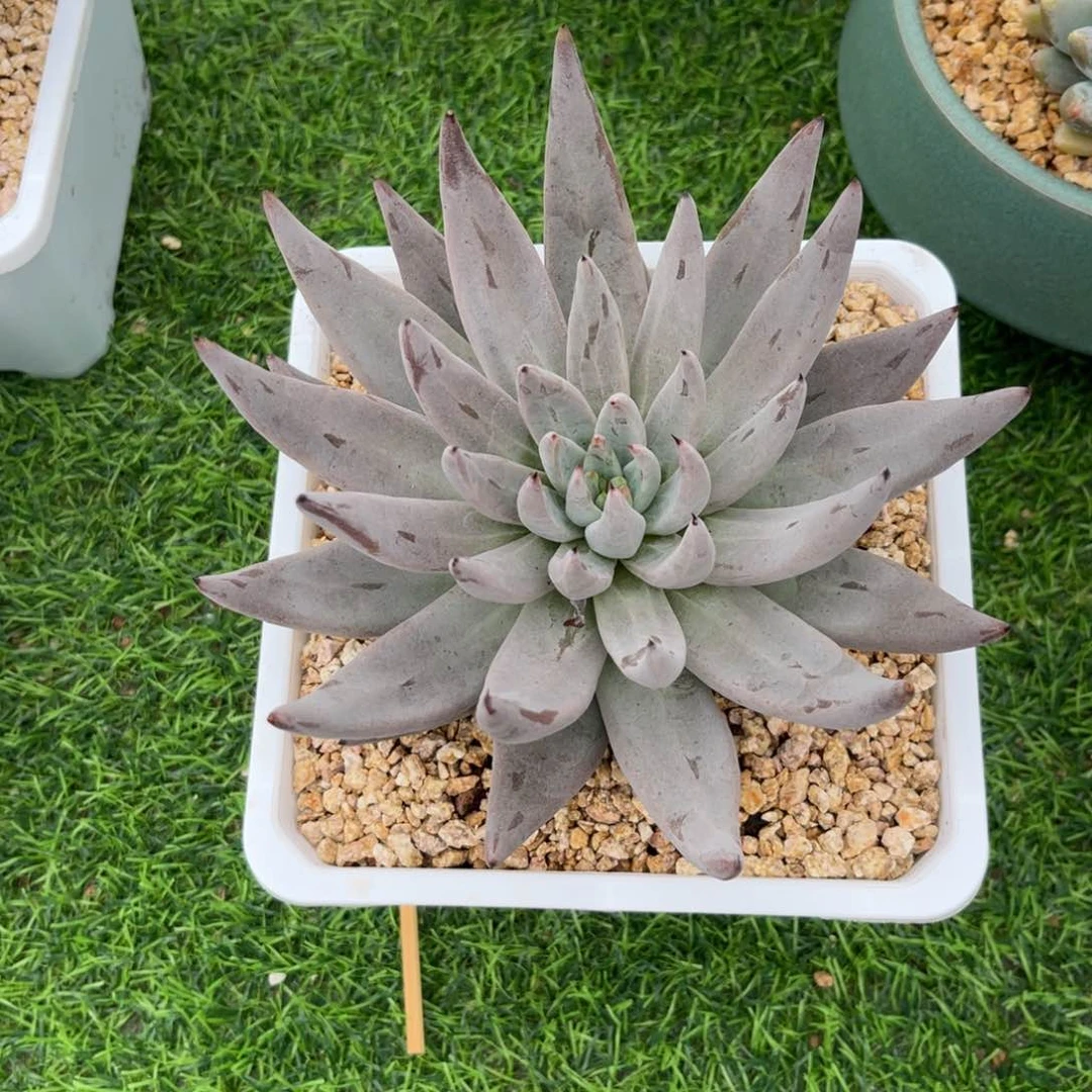 爱****大单头魔爪。  发货。