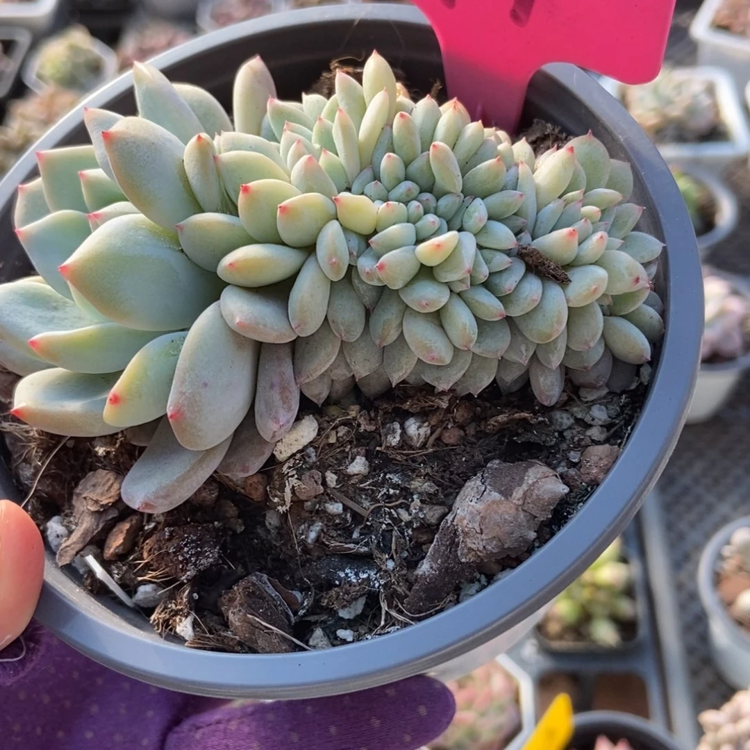 94星影缀多肉植物