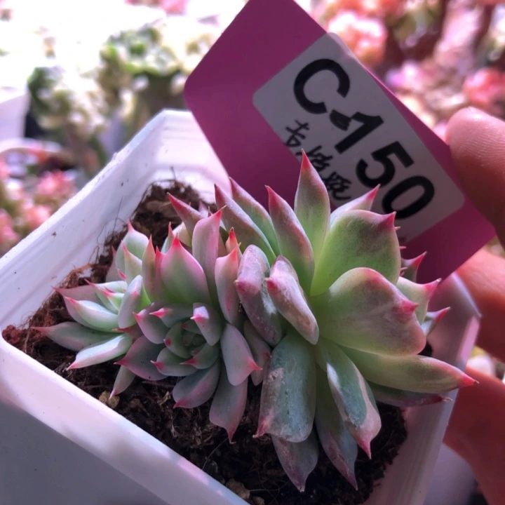 吉娃娃有根有根有根
