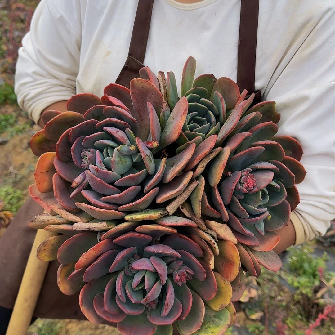 夕雾 一颗 不包损