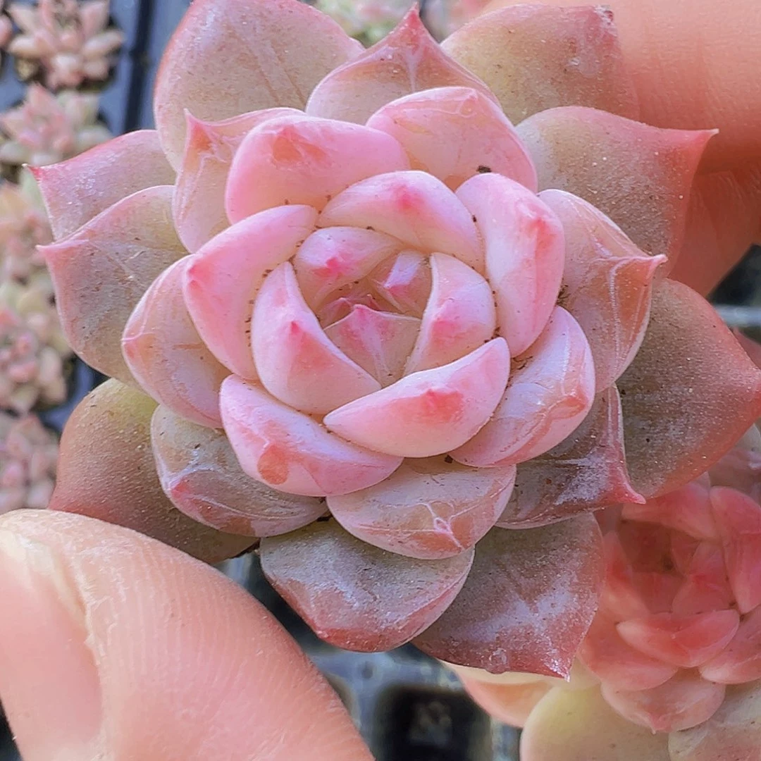 老冰魄苗5颗19包邮多肉