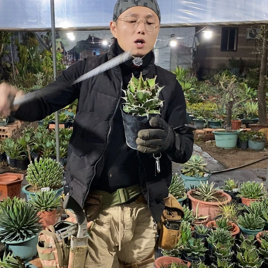 凯撒仁王冠冠幅15公分左右