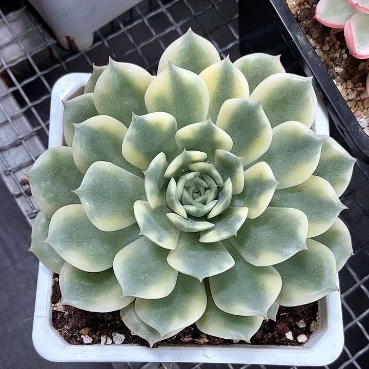 艾丽卡锦一物一拍