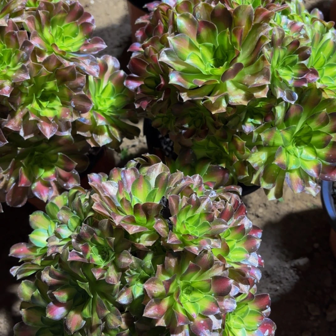 韶华9.9法师木质老桩