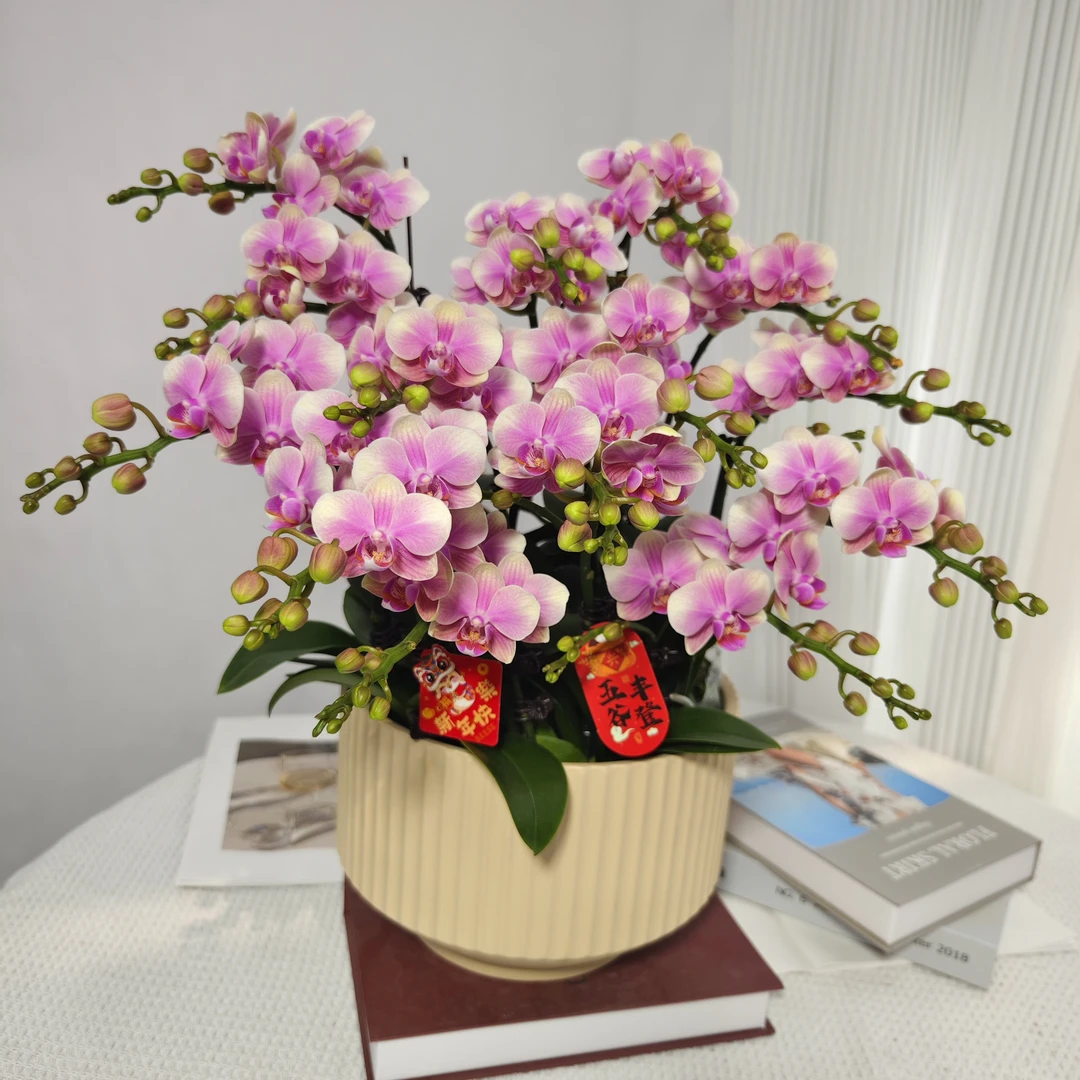 《彩虹》梦幻彩色系礼品蝴蝶兰精致组盆带花带花苞