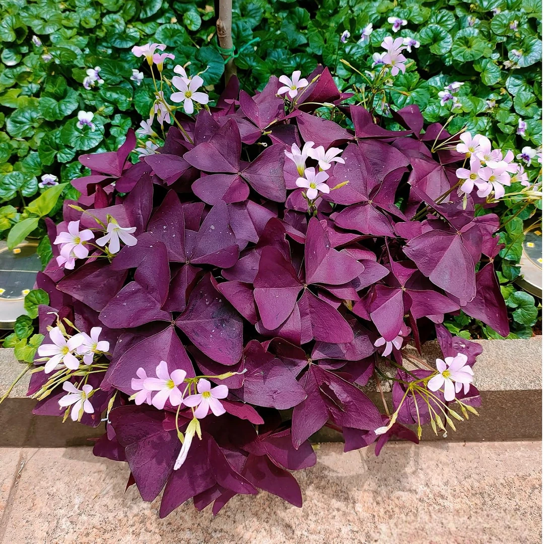 紫叶酢浆草幸运草种球多年生易成活花卉绿阳植台庭院盆栽地栽绿植