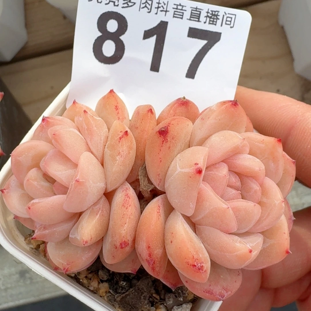 干冰         多肉植物