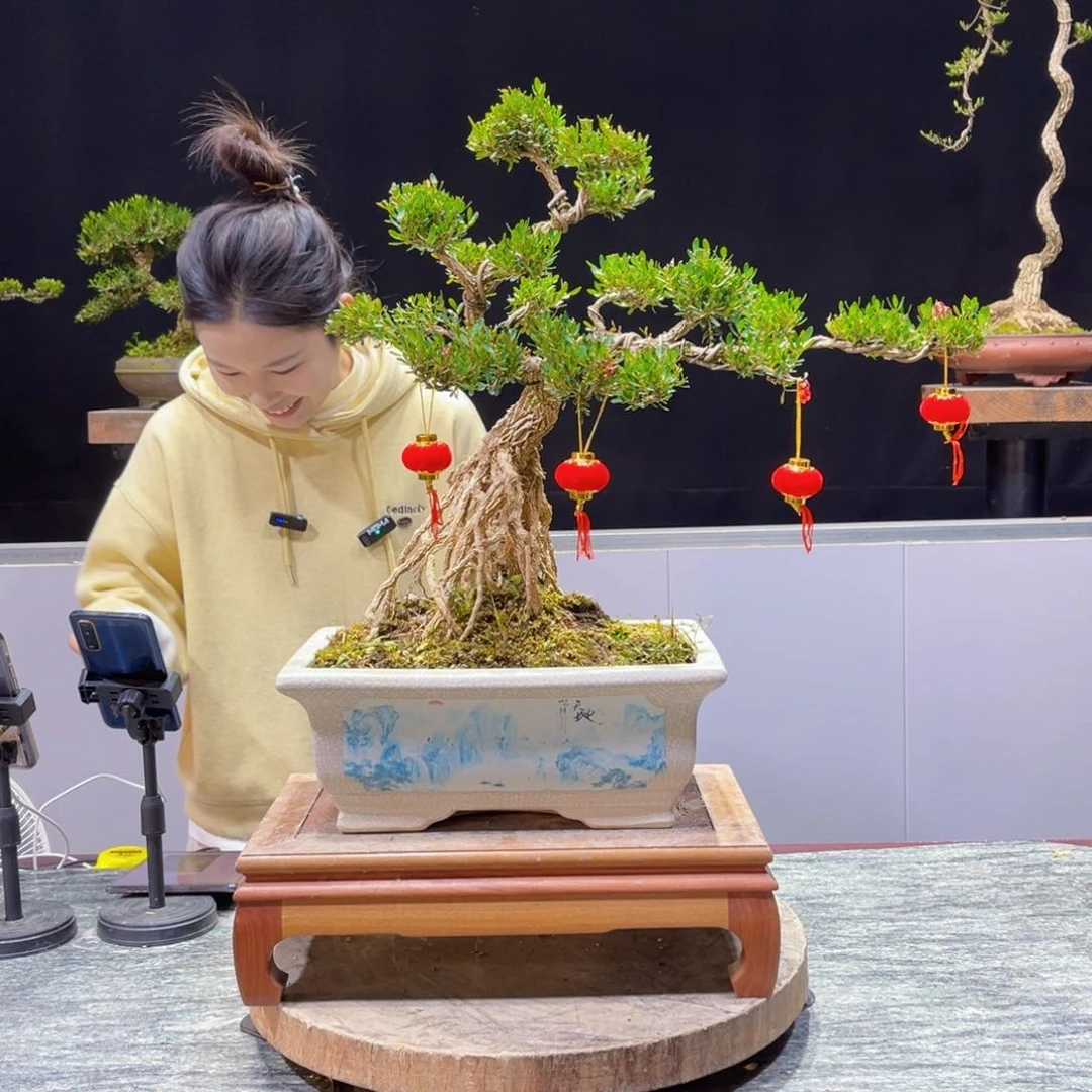 四季常青老桩黄杨盆景