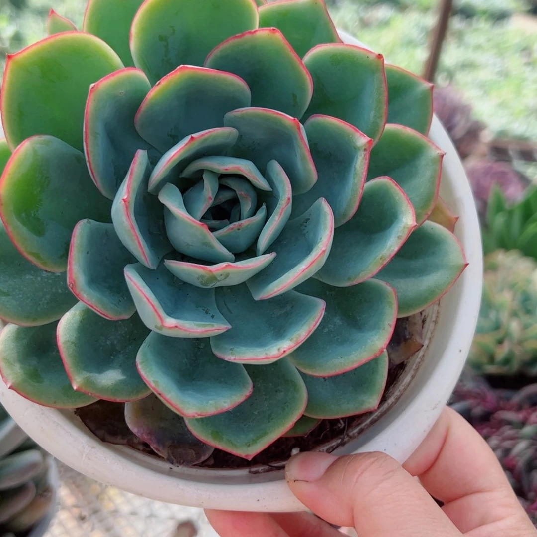 晨露大单头老桩多肉