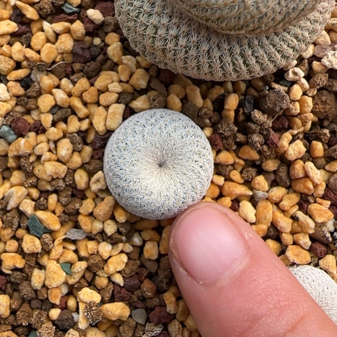 07实生小人帽多肉1.5厘米