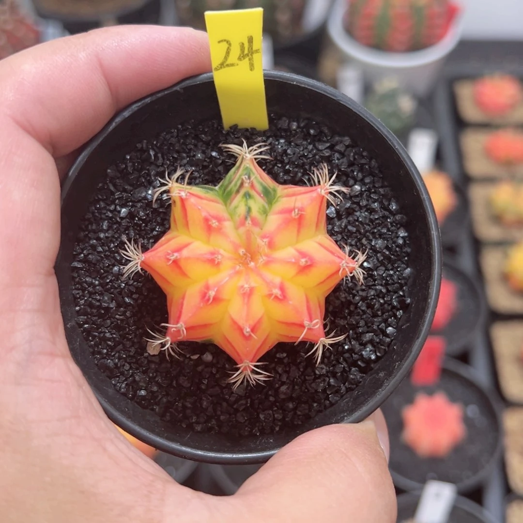 精品米哈——（默认脱土发货）