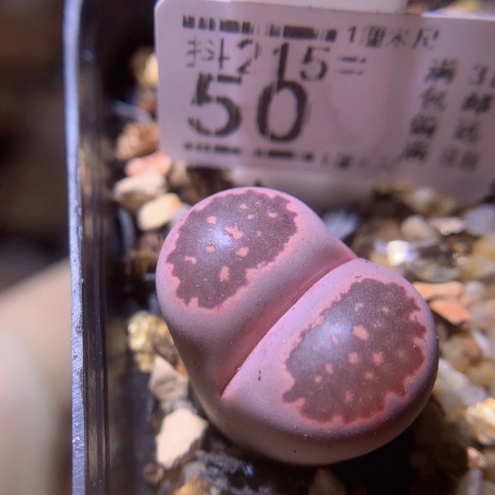 精品生石花215.50
