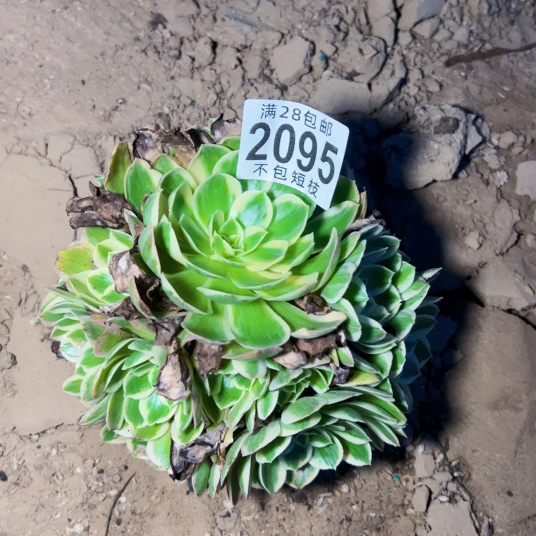 孔雀翎多肉植物2095
