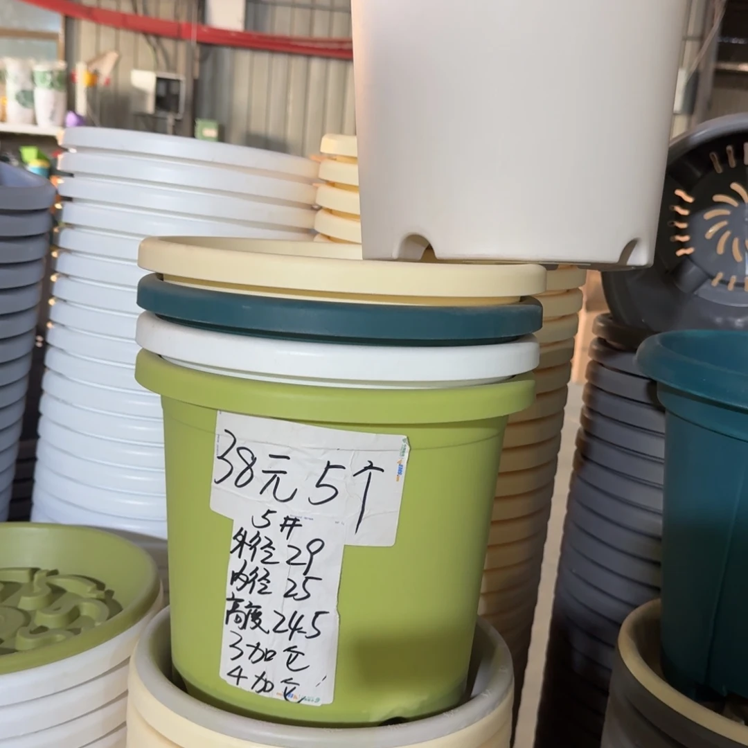 四季5#口径29无拖果绿10个