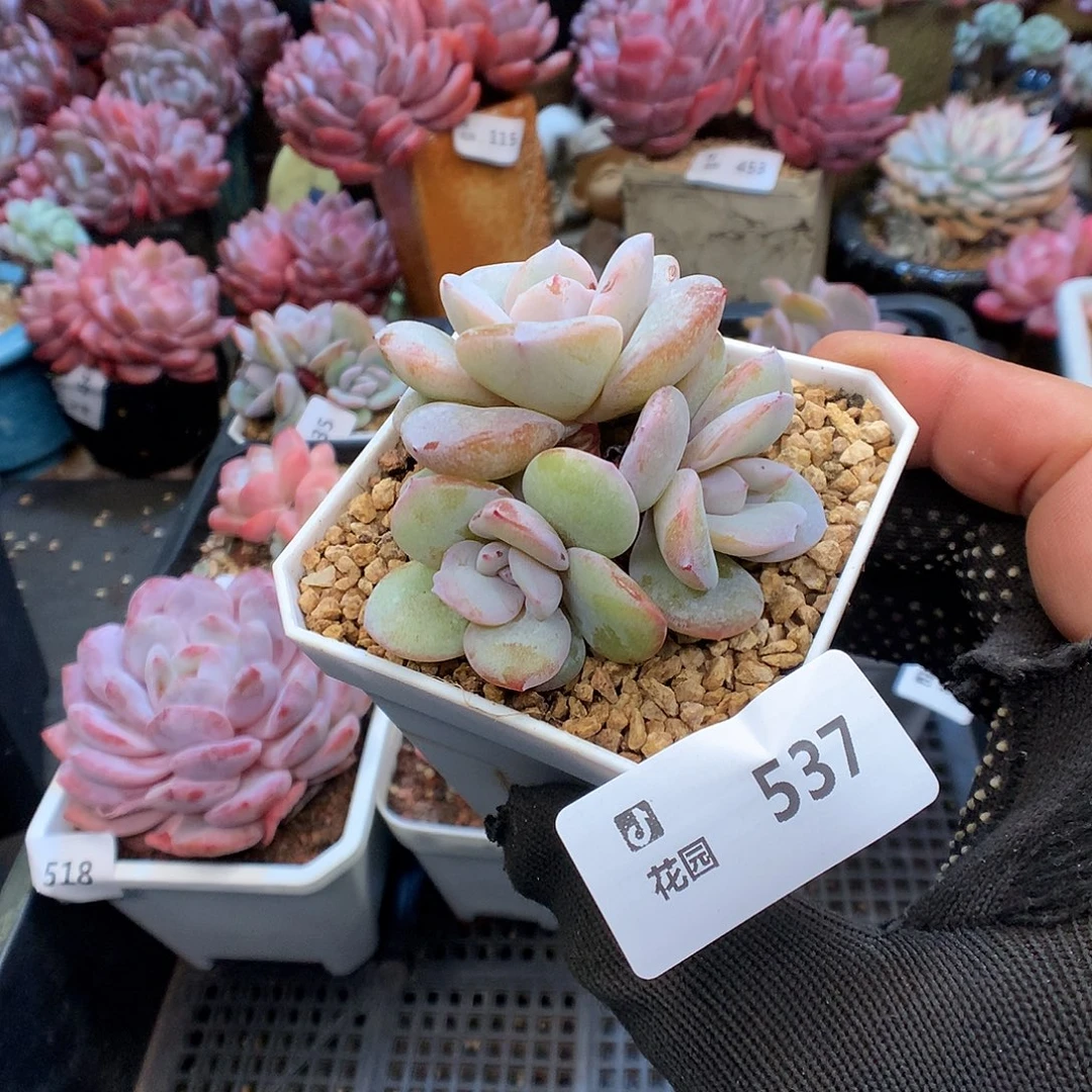 537奶茶多肉植物6666