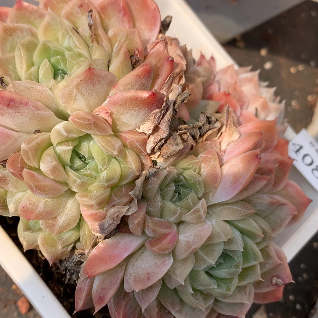 4080新年快乐发发发