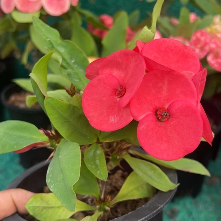 泰品扦插一物一拍