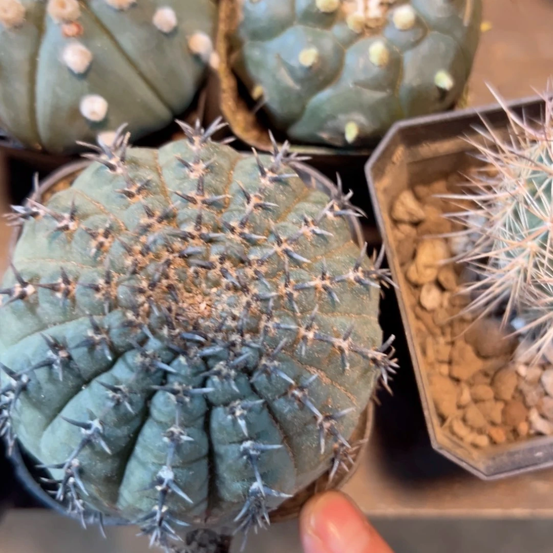 蓝***惑哈哈哈哈哈哈哈哈哈哈