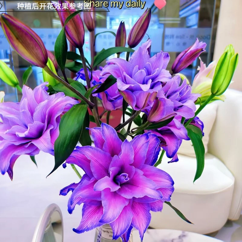 【紫萱】重瓣香水百合花种球开花室内外盆栽鲜花浓香型香味W1商品图