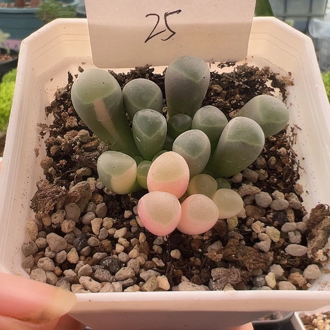 25号五十玲玉锦10.13多肉