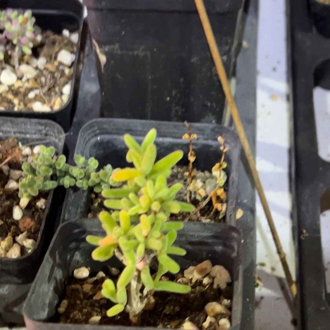 水晶冬瓜老桩55杯精品