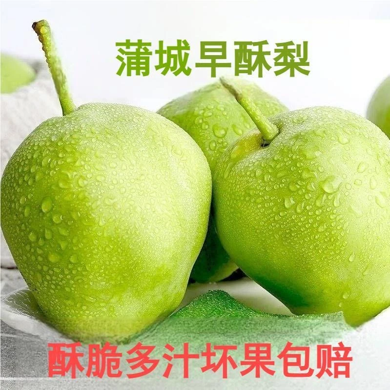 【头茬陕西蒲城早酥梨】脆甜多汁应季孕妇水果脆甜皮薄多汁现摘现发