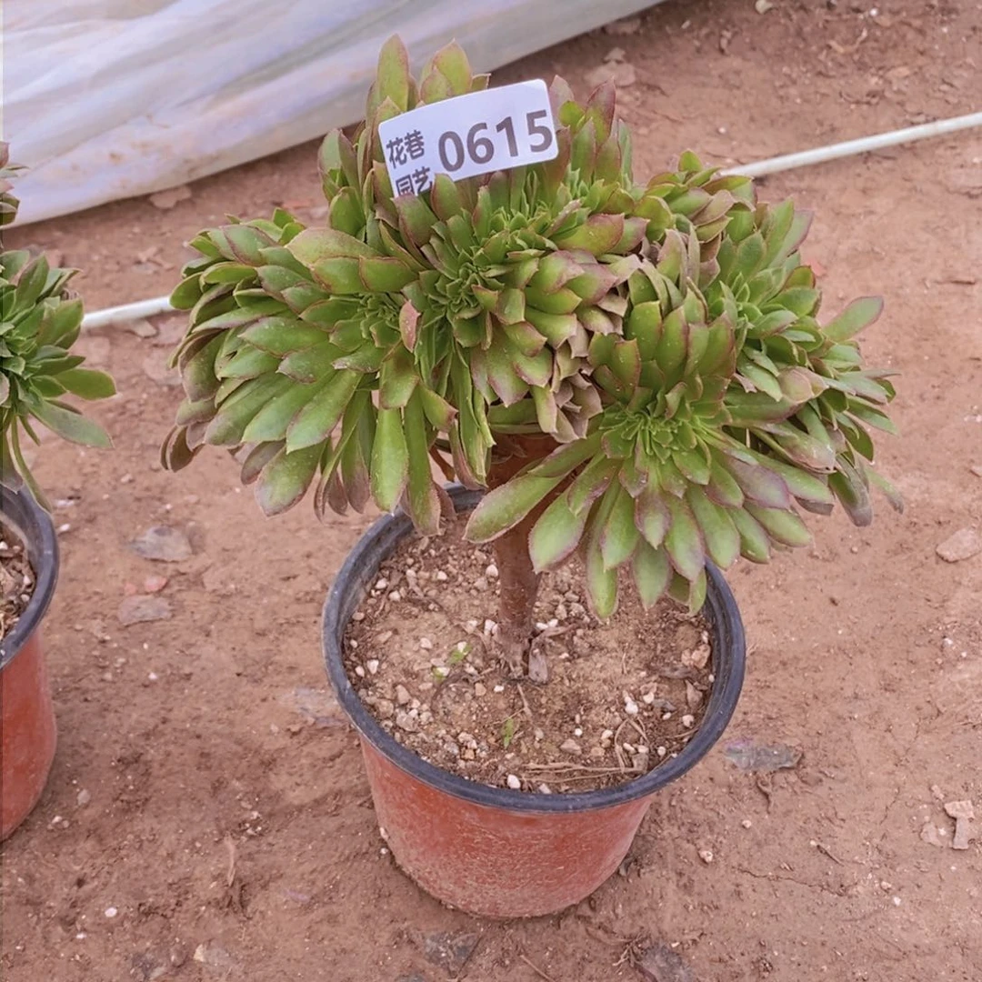 615 号一物一拍多肉植物